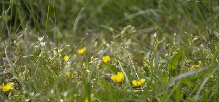 Naturschutzgebiet 